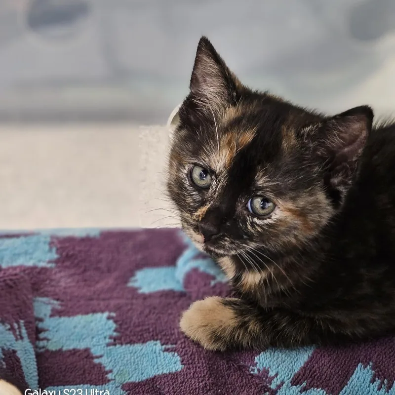 A baby small-sized female Tortoiseshell Domestic Short Hair cat named Odette for adoption in Evansville, IN