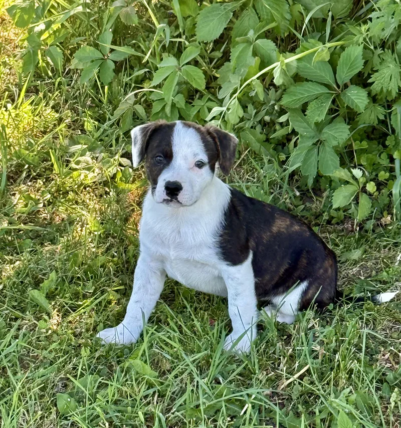Della