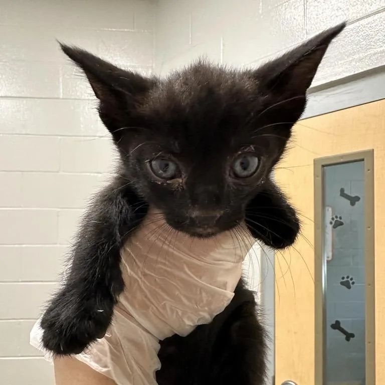 A baby small-sized male Black Domestic Short Hair cat named Captain for adoption in Jacksonville, FL