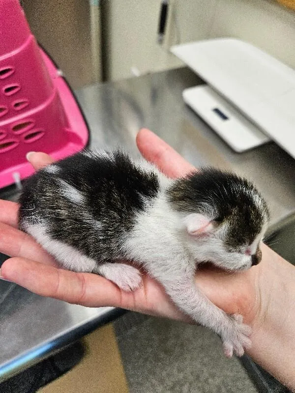 A young medium-sized female Tabby (Brown / Chocolate) Domestic Short Hair cat named Velma for adoption in Disputanta, VA