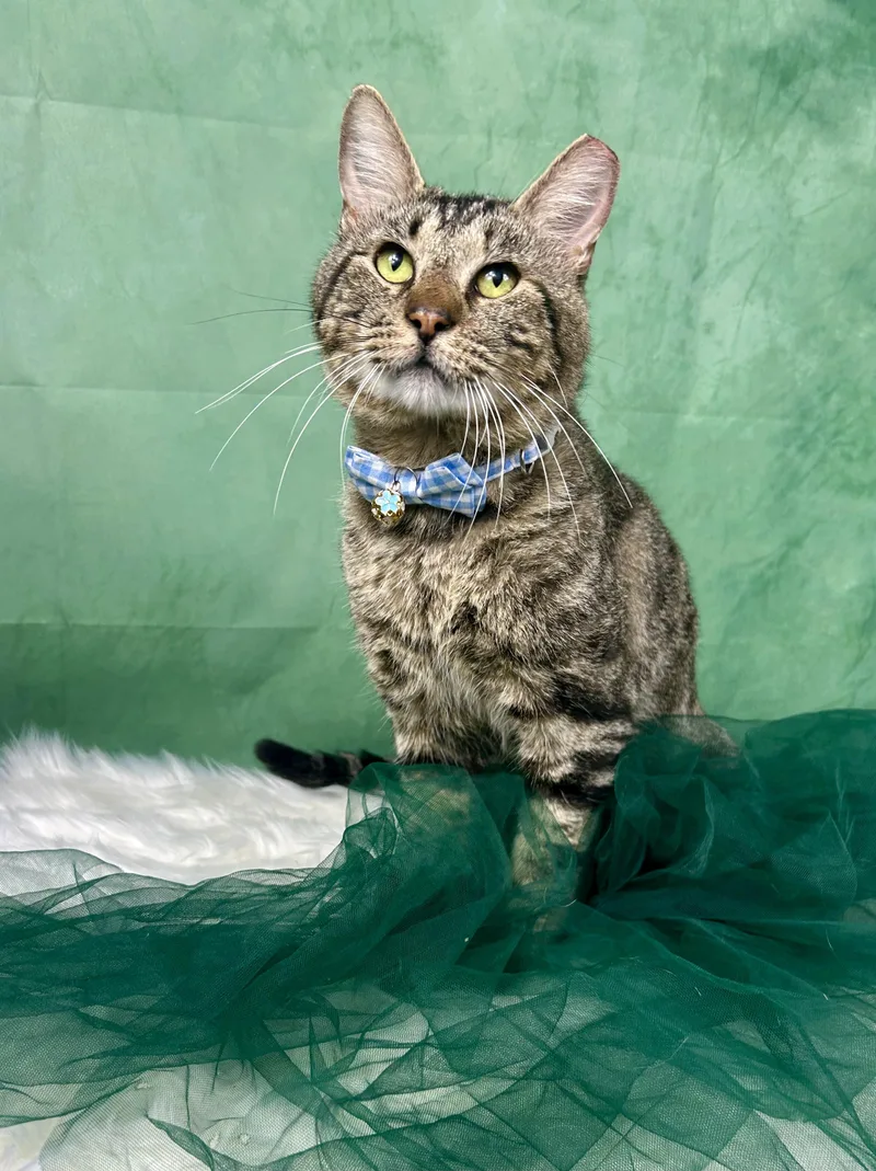 An adult large-sized male Tabby (Brown / Chocolate) Domestic Short Hair cat named Timtim for adoption in Houston, TX