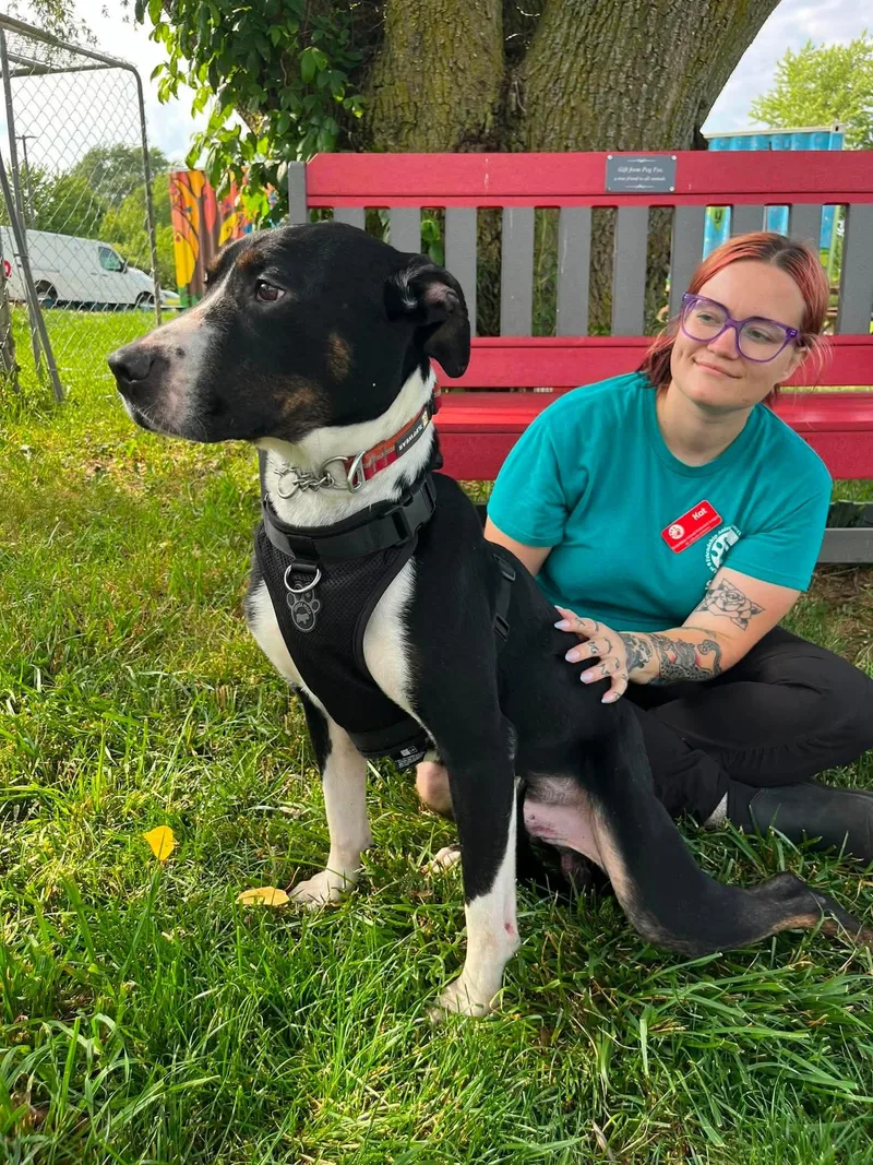 An adult medium-sized male Brindle Terrier dog named Charlie for adoption in Elyria, OH