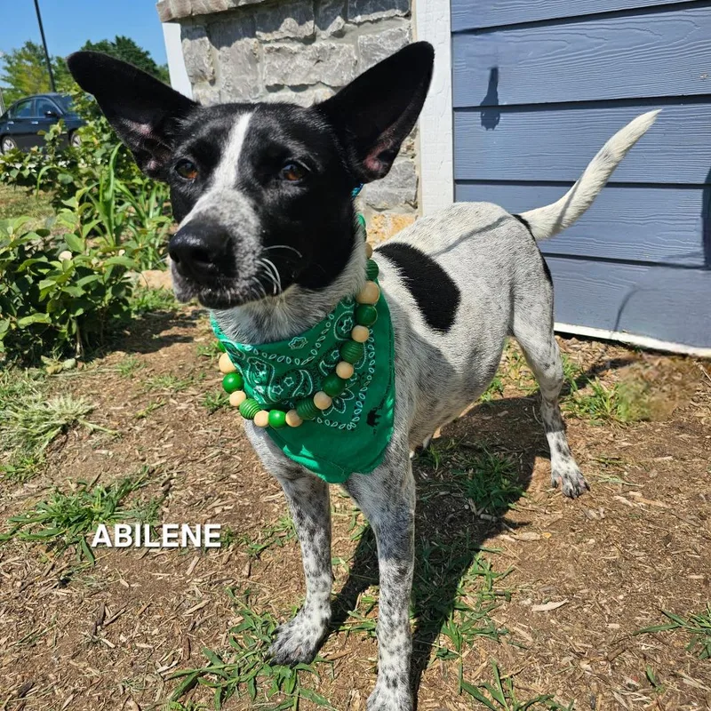 An adult medium-sized female White / Cream Australian Cattle Dog / Blue Heeler dog named Abilene for adoption in Madisonville, TN