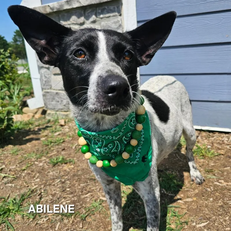 Abilene thumbnail 3