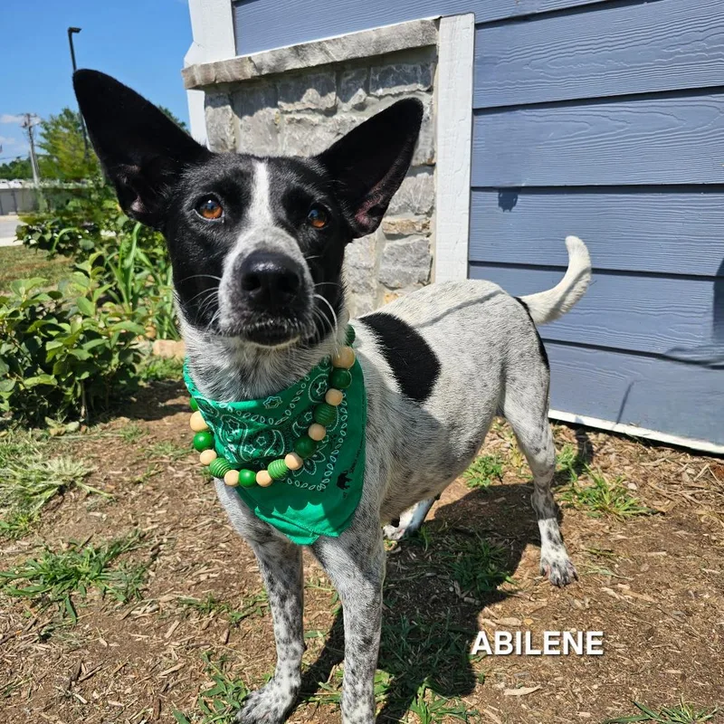 Abilene thumbnail 4
