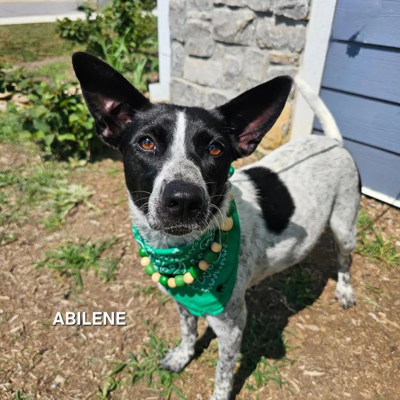 Abilene thumbnail 5