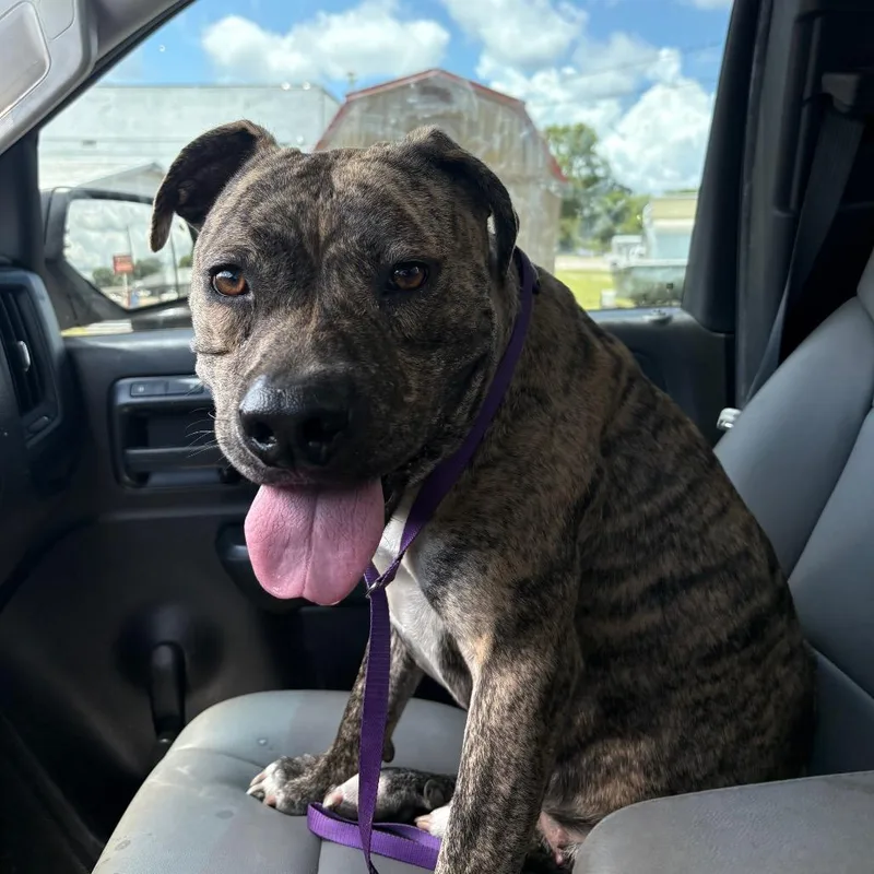 An adult large-sized female Brindle English Bulldog dog named Jasmine for adoption in Lufkin, TX