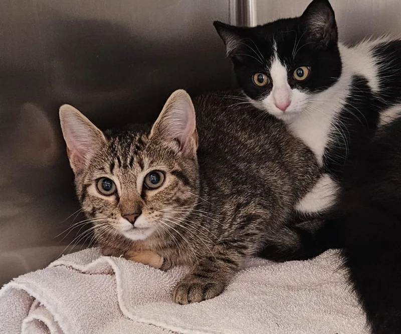 A baby small-sized female Domestic Short Hair cat named Kabota for adoption in Mocksville, NC