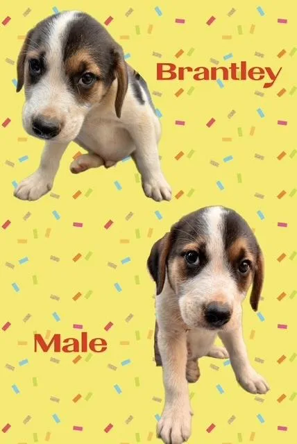 A baby medium-sized male Labrador Retriever dog named Brantley for adoption in Manchester, CT