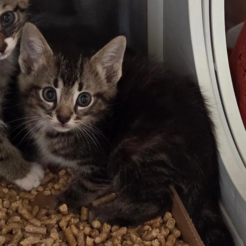 A baby small-sized female Brown / Chocolate Domestic Short Hair cat named Eggplant for adoption in Chattanooga, TN