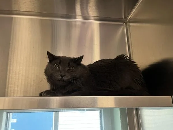 An adult medium-sized female Domestic Medium Hair cat named Fran for adoption in Stratham, NH