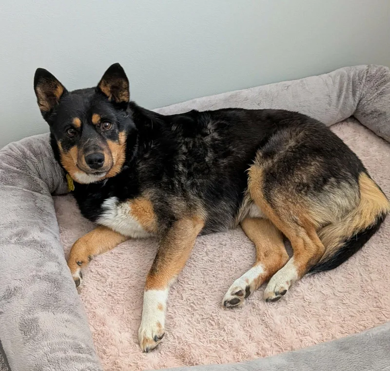 An adult medium-sized male Australian Cattle Dog / Blue Heeler dog named Westyn for adoption in Salt Lake City, UT