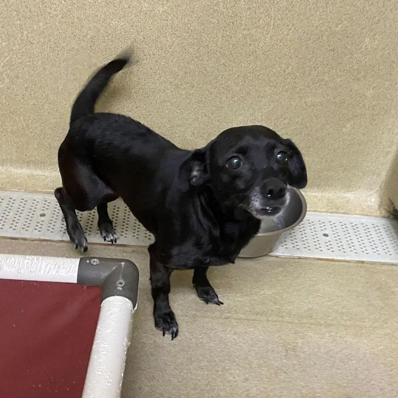 An adult small-sized female Chihuahua dog named Mina for adoption in Monroe, GA