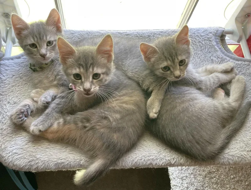 A baby medium-sized female Domestic Short Hair cat named DJ and Danny for adoption in Shawnee, KS