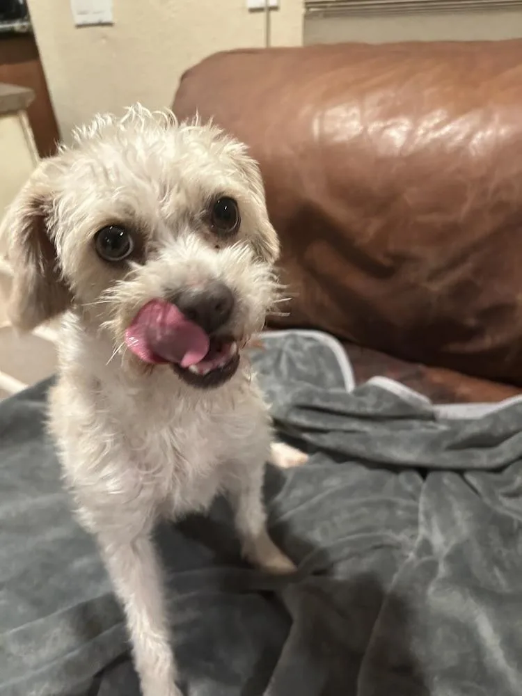A young small-sized female White / Cream Poodle dog named Peep for adoption in San Diego, CA