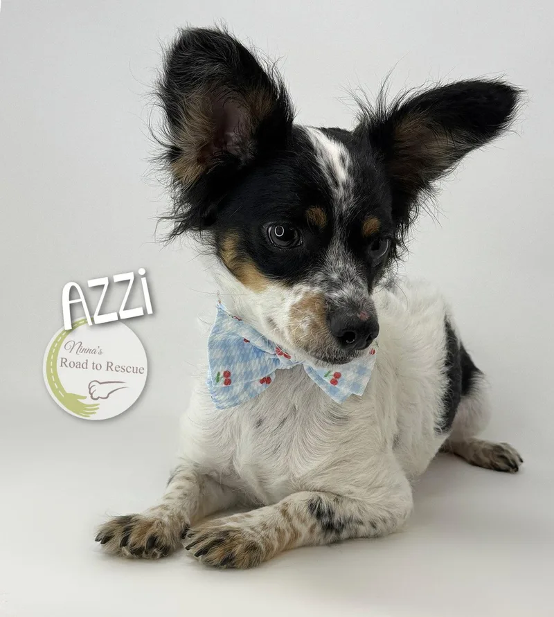 Azzi
