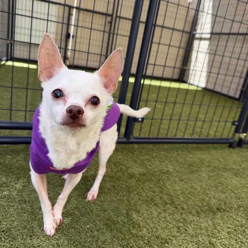 A senior small-sized male White / Cream Chihuahua dog named Jake for adoption in Titusville, FL
