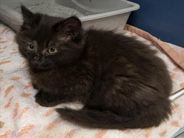 A baby small-sized male Domestic Medium Hair cat named A for adoption in Tracy, CA