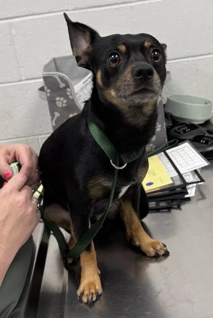 An adult small-sized male Black Mixed Breed dog named Midnite for adoption in Kansas City, MO