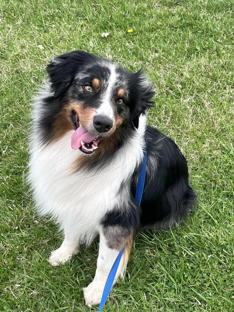 A young medium-sized male Merle (Blue) Australian Shepherd dog named Creed Nka Captain for adoption in Ringwood, IL