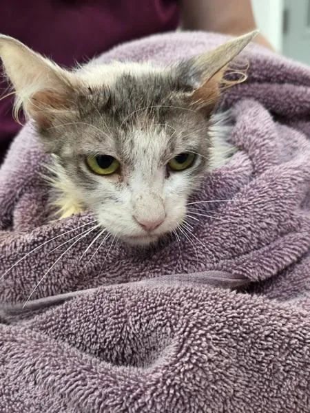 Odette  Bonded W thumbnail 2