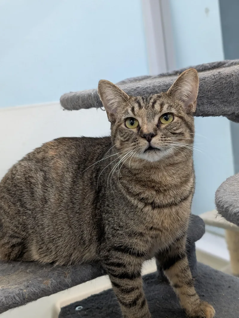 Rosemary thumbnail 2