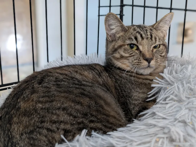 Rosemary thumbnail 3