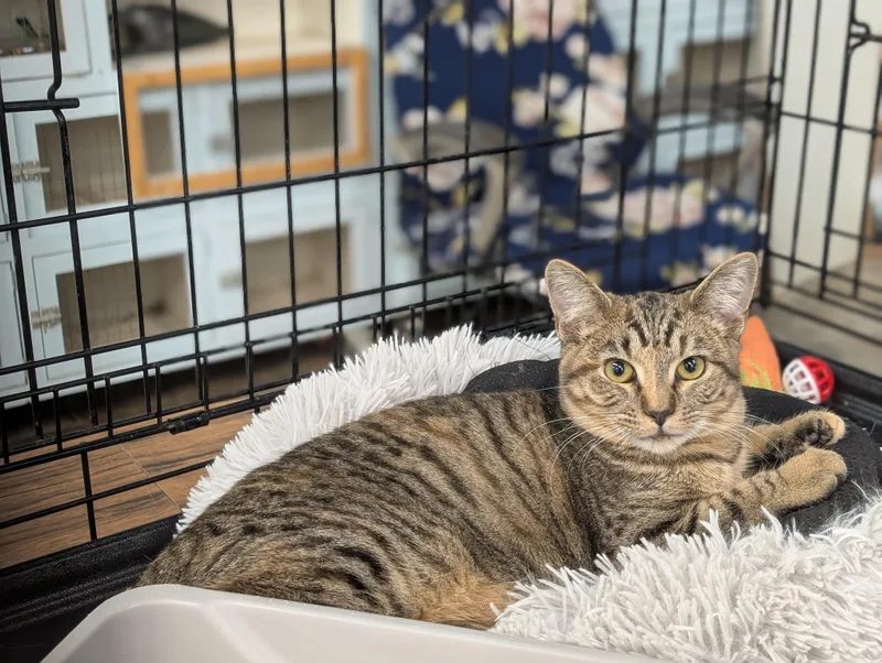 Rosemary thumbnail 4