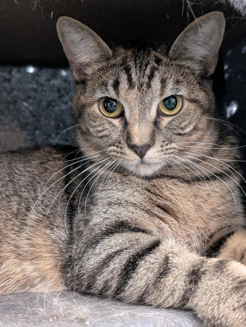 Rosemary thumbnail 5