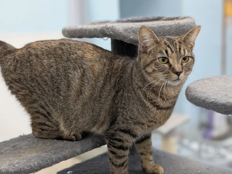 Rosemary thumbnail 6