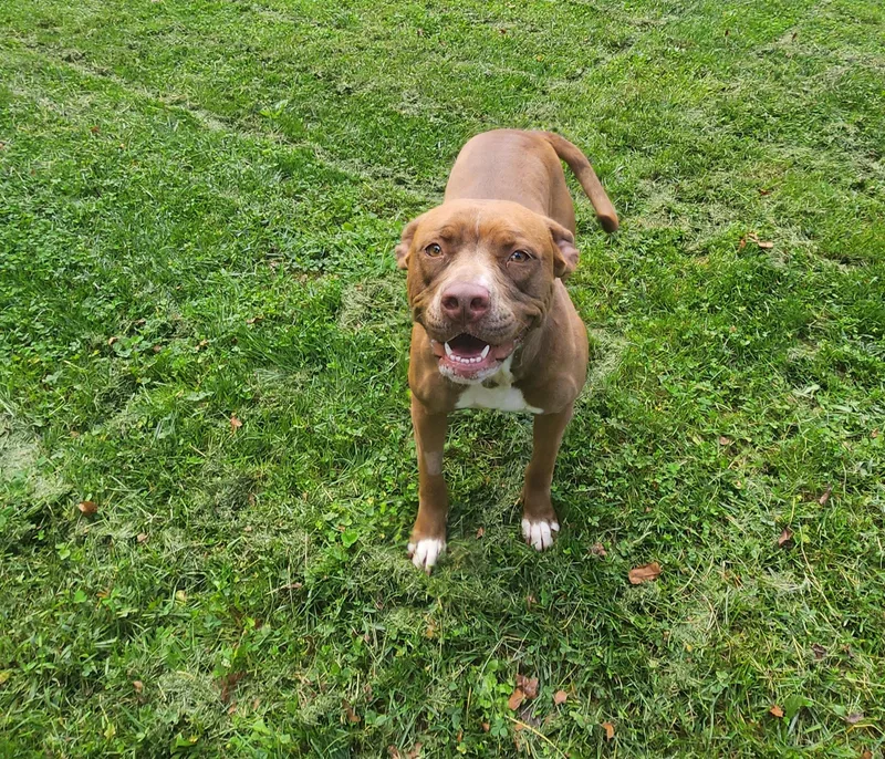 An adult medium-sized female Brown / Chocolate Pit Bull Terrier dog named Maple for adoption in Stanley, VA