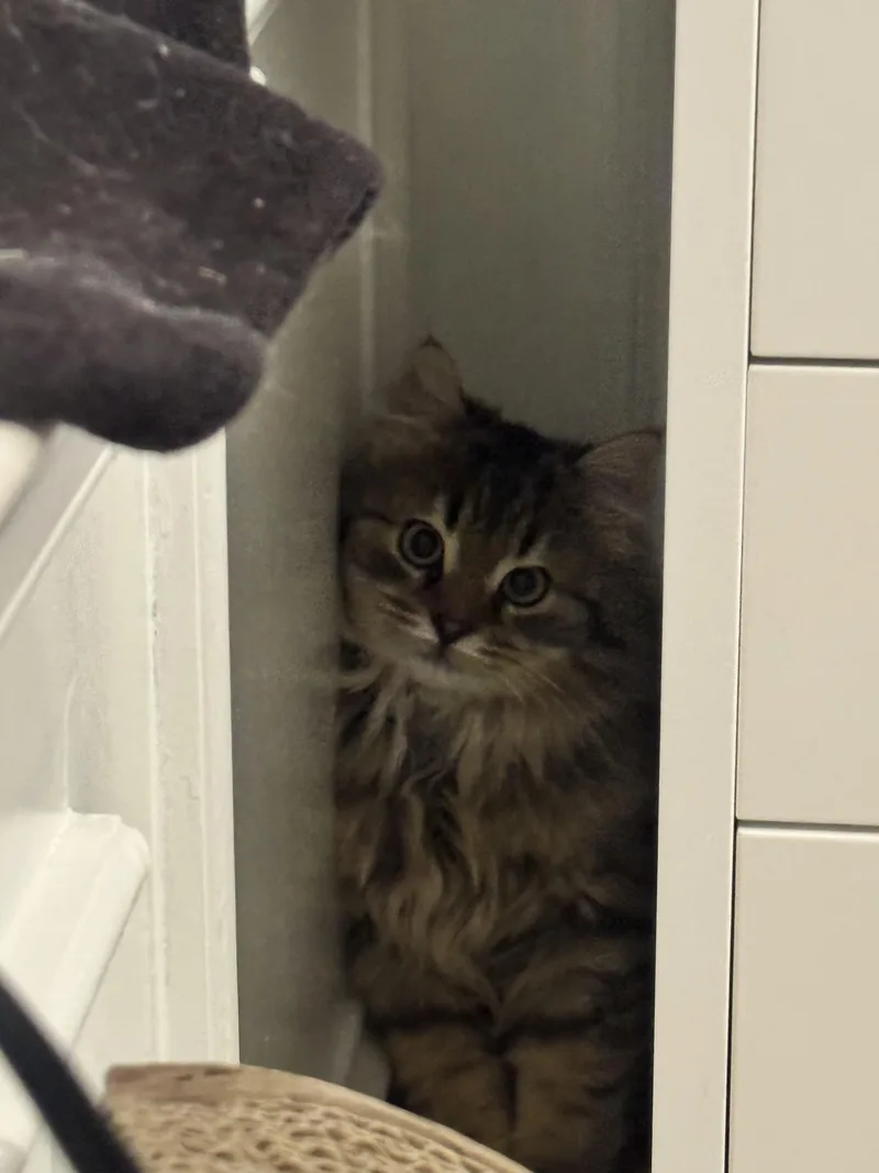 A young large-sized male Tabby (Brown / Chocolate) Domestic Long Hair cat named Teddie for adoption in Philadelphia, PA