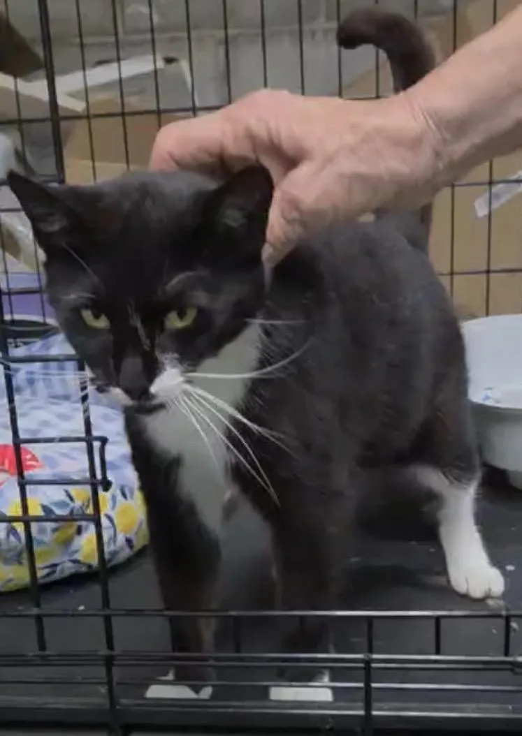 An adult medium-sized female Black & White / Tuxedo Domestic Short Hair cat named Tippy for adoption in Staten Island, NY