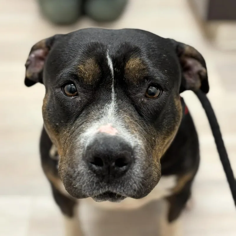 An adult medium-sized female American Staffordshire Terrier dog named Honey for adoption in College Grove, TN