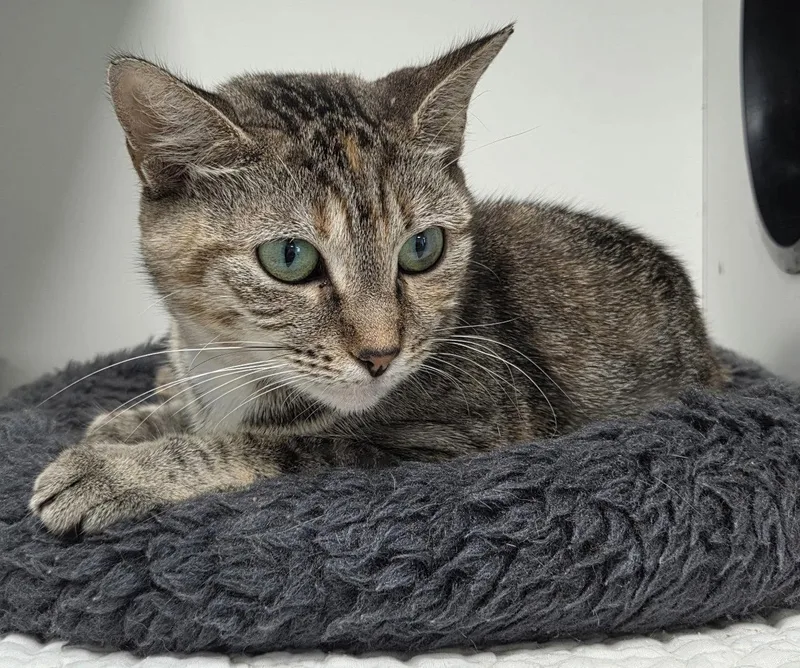 A young medium-sized female Domestic Short Hair cat named Castleberry for adoption in Satellite Beach, FL