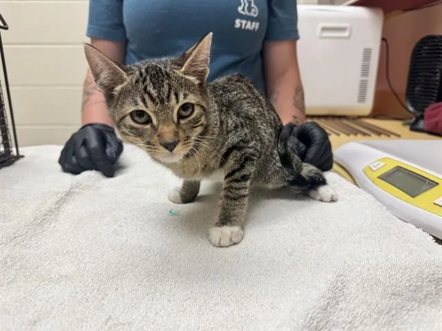 A baby small-sized male Domestic Short Hair cat named Mayhem for adoption in Colorado Springs, CO