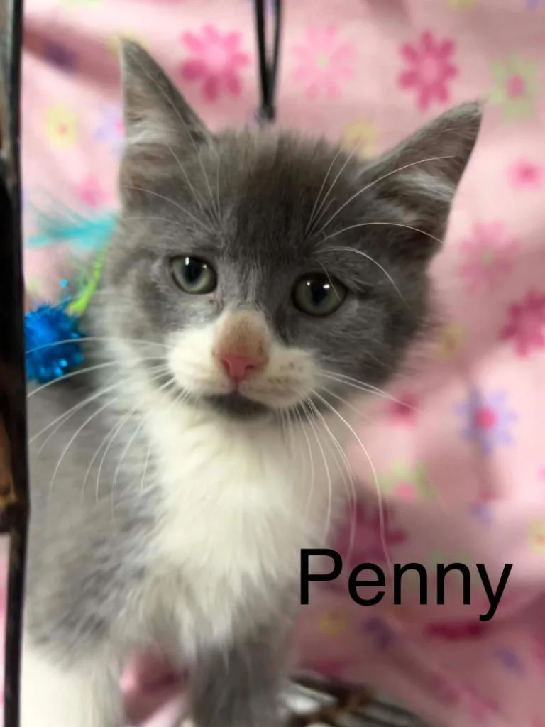 Penny