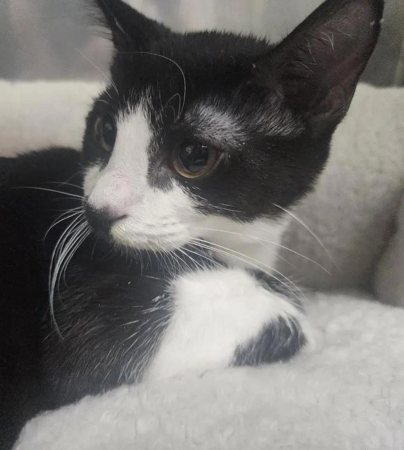 A baby small-sized male Domestic Short Hair cat named Kodak for adoption in Maumelle, AR