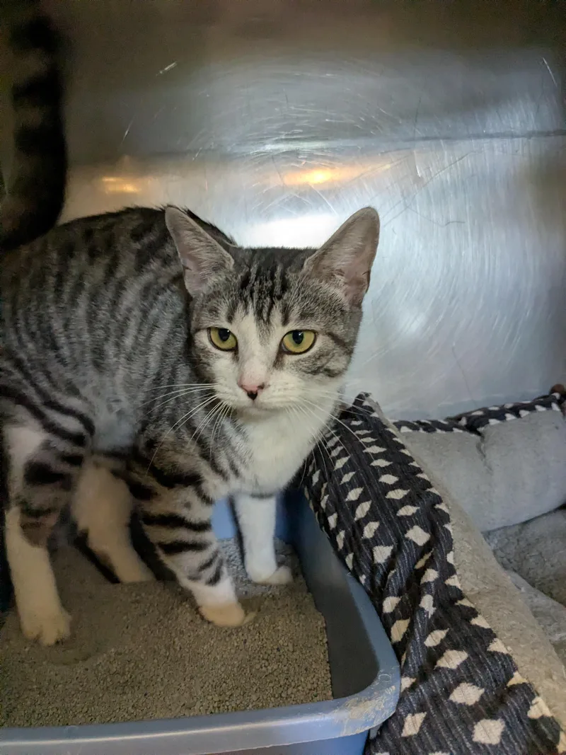 An adult medium-sized female Tabby (Gray / Blue / Silver) Domestic Short Hair cat named Mona for adoption in Bedford, VA