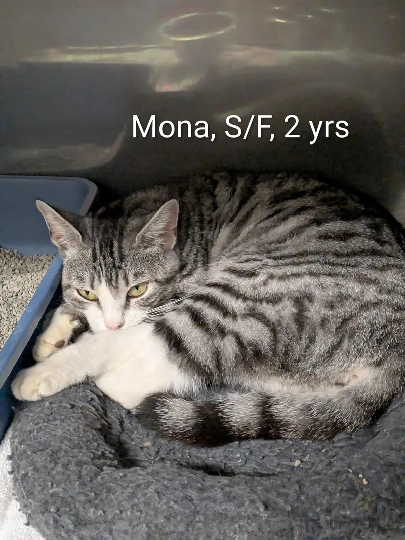 Mona thumbnail 2