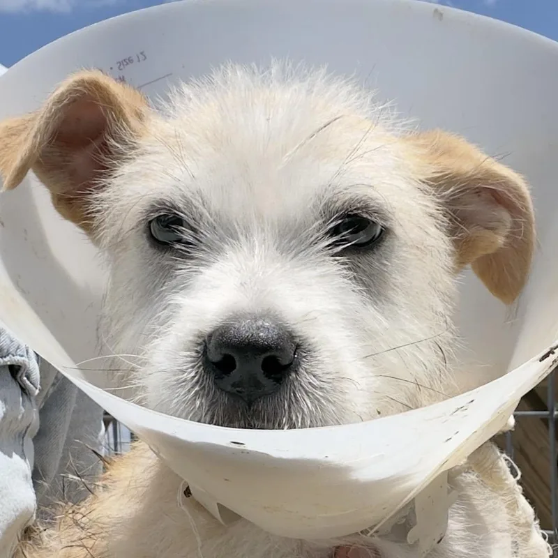 A baby small-sized male White / Cream Mixed Breed dog named Popcorn for adoption in Leander, TX