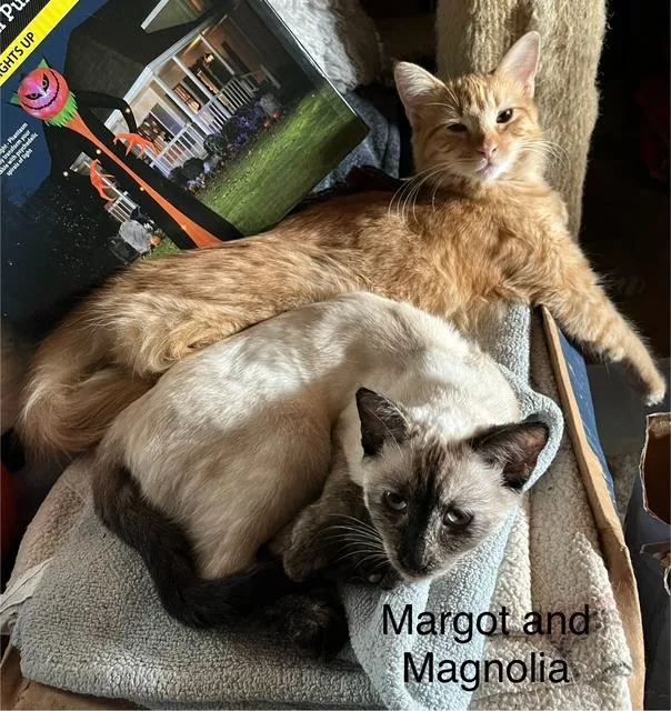 Magnolia thumbnail 3