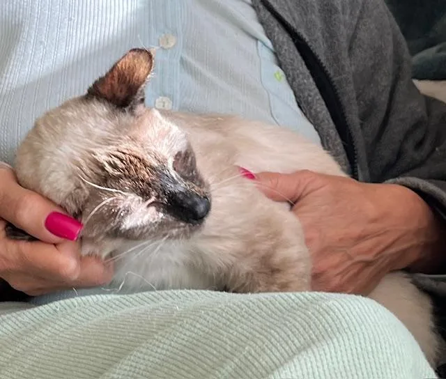 Magnolia thumbnail 4