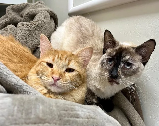 Magnolia thumbnail 5