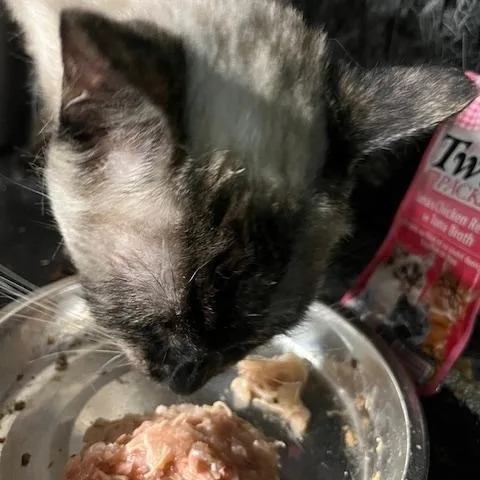 Magnolia thumbnail 6