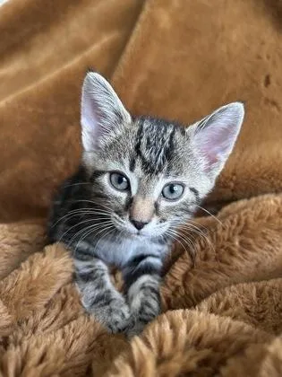 A baby small-sized male Domestic Short Hair cat named Harry for adoption in Fishers, IN