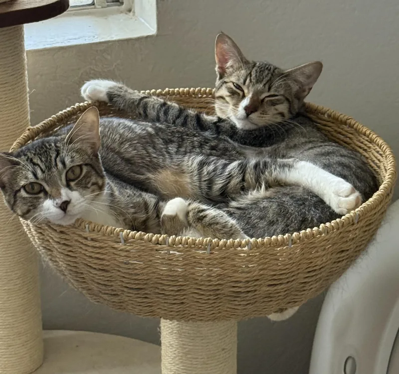 Roxie And Meiran thumbnail 2