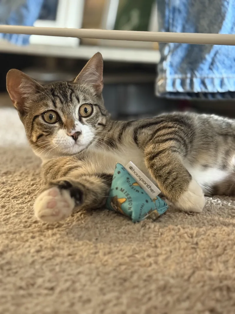 Roxie And Meiran thumbnail 3