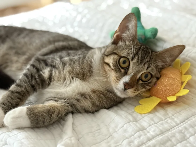 Roxie And Meiran thumbnail 4