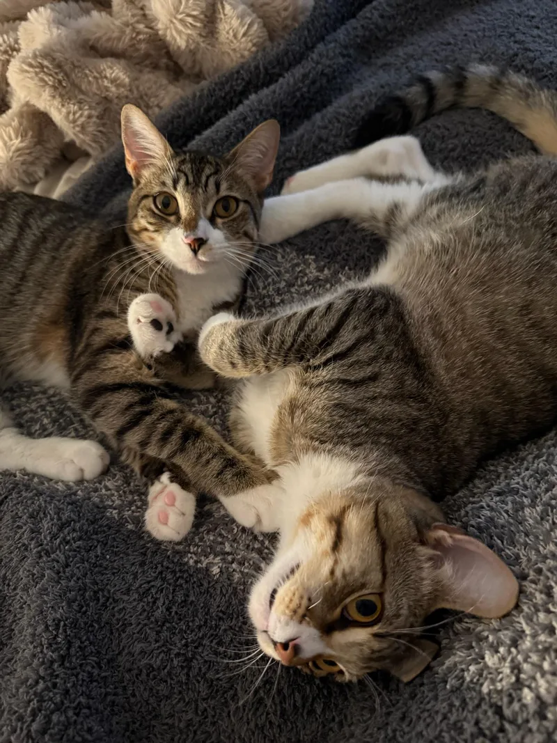 Roxie And Meiran thumbnail 5